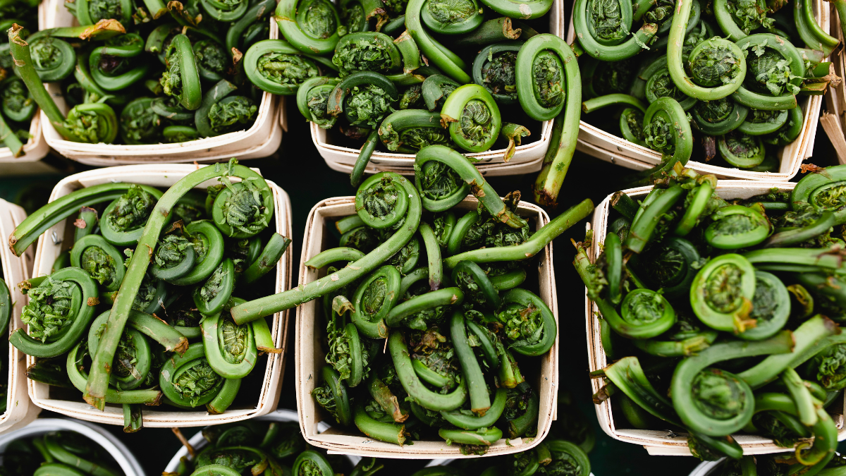A large harvest of fiddleheads await buyers in cardboard quart boxes