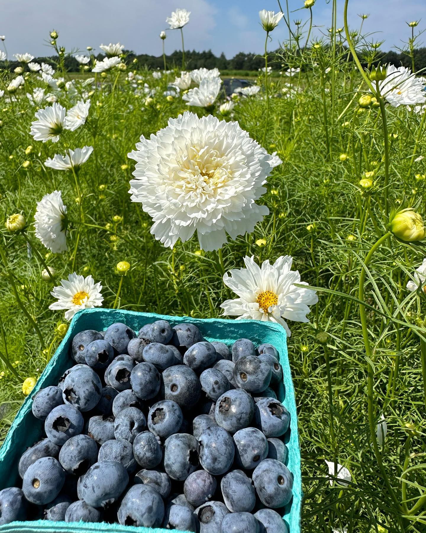 Pick Your Own berries and flowers is open at Pineland Farms in New Glocester, Maine